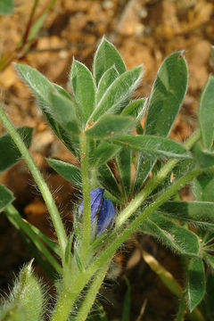 Image of Bitter Blue-lupin