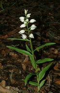 Image of Sword-leaved helleborine