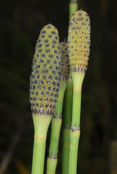Image of boston horsetail