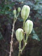 Image of Madonna lily