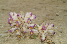 Image of Cistanche salsa (C. A. Mey.) G. Beck