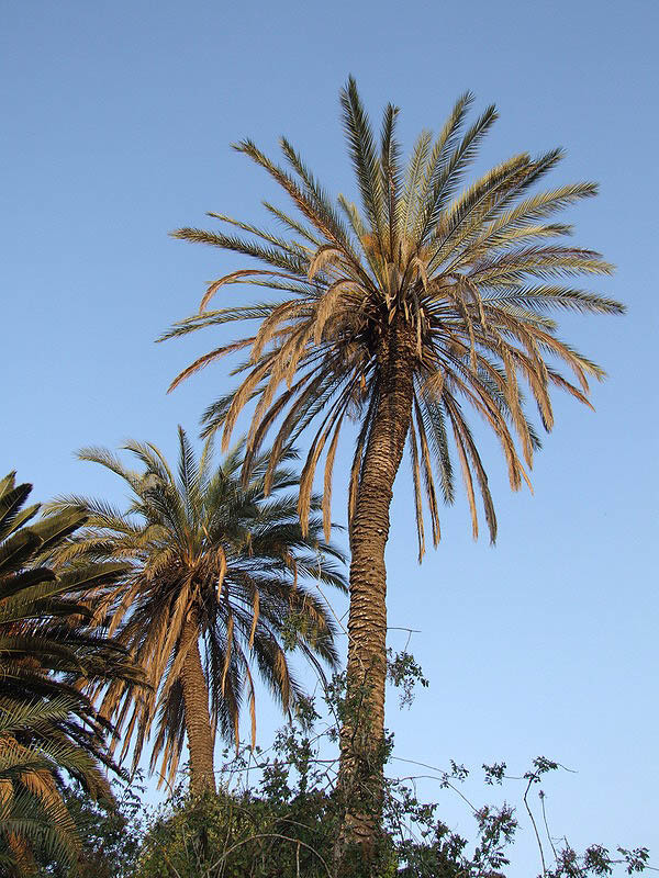 Image of date palm