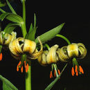 Image of Lilium ciliatum P. H. Davis