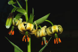 Image of Lilium ciliatum P. H. Davis