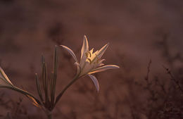 Image of Pancratium sickenbergeri Asch. & Schweinf.