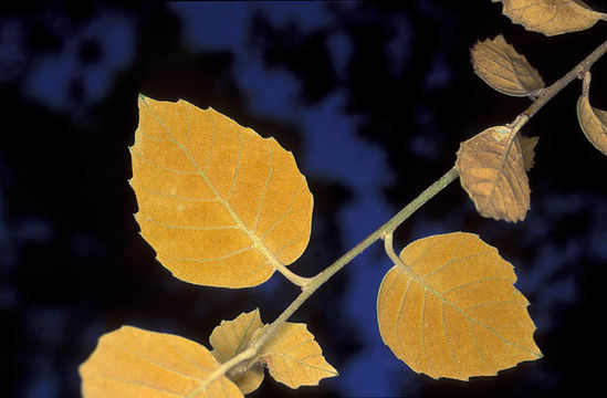 Image of Quercus alnifolia Poech