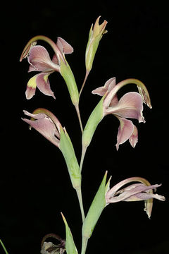 Image of Orchid-flowered Gladiolus