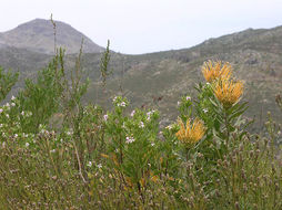 Image of catherine-wheel pincushion