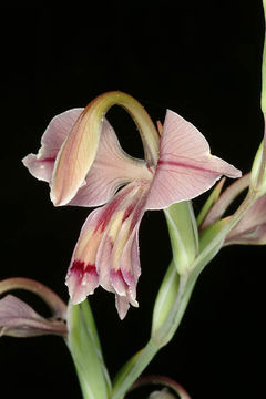 Image of Orchid-flowered Gladiolus