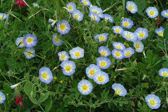 Image of Dwarf Morning Glory