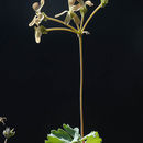 Image of Pelargonium gibbosum (L.) L'Her.