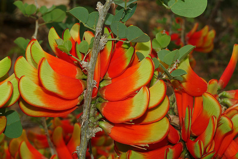 Image de Erythrina acanthocarpa E. Mey.