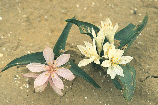 Image of Colchicum ritchii R. Br.