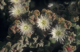 Image of common iceplant