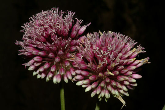 Allium phanerantherum Boiss. & Hausskn. resmi