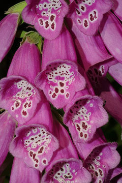 Imagem de Digitalis purpurea L.