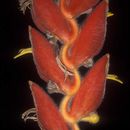 Image of Heliconia vellerigera Poepp.