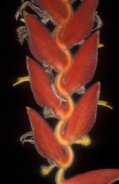 Image of Heliconia vellerigera Poepp.