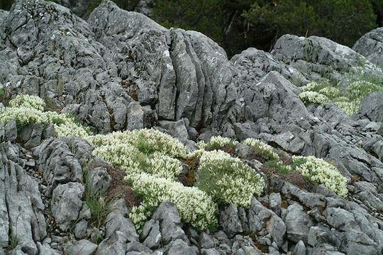 Image of Astragalus angustifolius Lam.