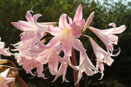 Image of March Lily