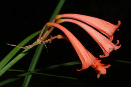 Image of Cyrtanthus mackenii Hook. fil.