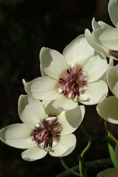 Image of Geissorhiza tulbaghensis F. Bolus