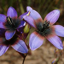 Image of Ixia monadelpha D. Delaroche