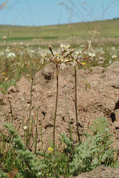 Image of Pelargonium triste (L.) L'Her.