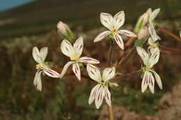 Image of Pelargonium triste (L.) L'Her.