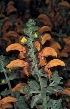 Image of Dune sage