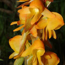 Image of Satyrium coriifolium Sw.