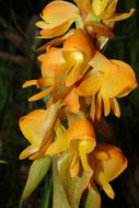 Image of Satyrium coriifolium Sw.