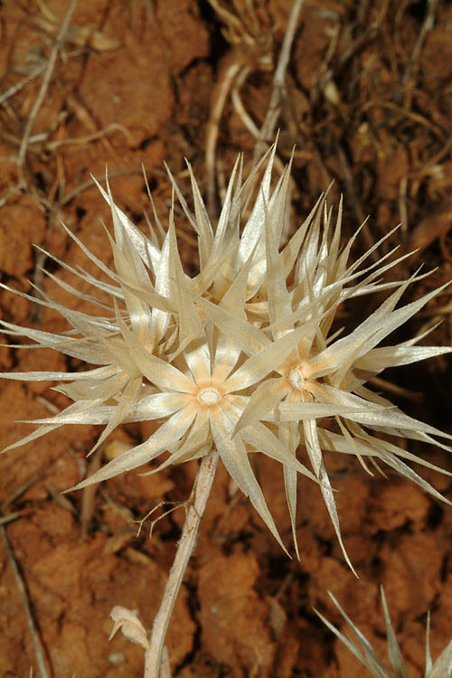 Imagem de Chardinia orientalis (L.) O. Kuntze