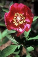 Image of wild peony