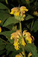 Слика од Phlomis viscosa Poir.