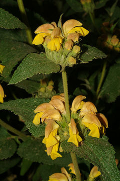 Image of Phlomis viscosa Poir.