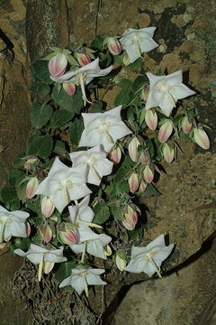 Campanula troegerae Damboldt resmi