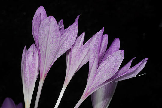 Image of Colchicum feinbruniae K. Perss.