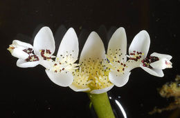 Image of Cape pondweed