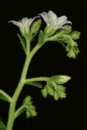 Image of <i>Rosularia libanotica</i>