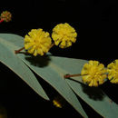 Image of <i>Acacia glauptera</i>
