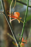 Image de Capparis decidua (Forsk.) Edgew.