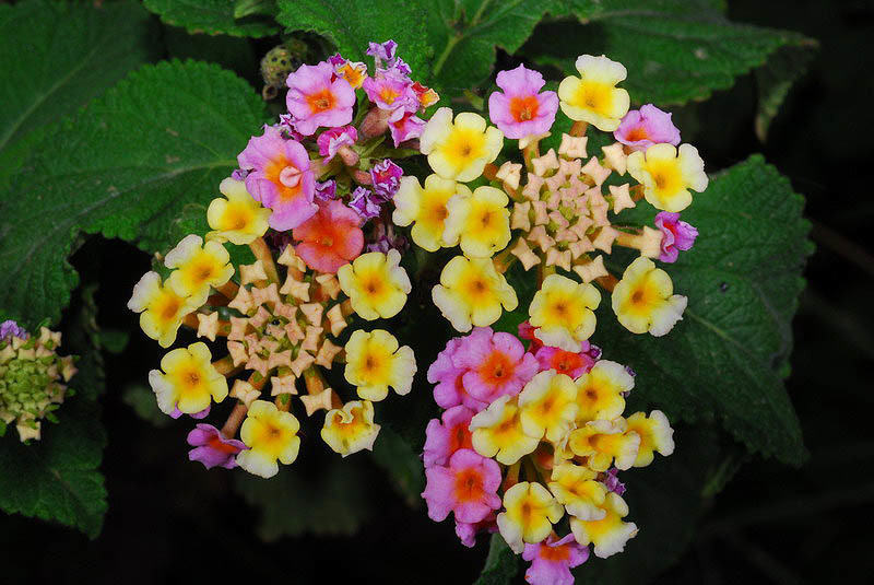 Image of lantana