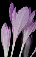 Image of Colchicum feinbruniae K. Perss.