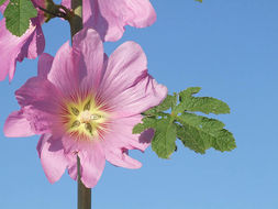 Image of Alcea dissecta (Baker) Zoh.