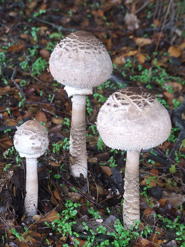 Image of Macrolepiota procera (Scop.) Singer 1948