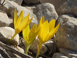 Image de Sternbergia clusiana (Ker Gawl.) Ker Gawl. ex Spreng.