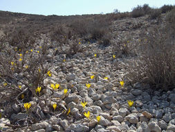 Image de Sternbergia clusiana (Ker Gawl.) Ker Gawl. ex Spreng.