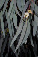 Image of Eucalyptus intertexta R. T. Baker