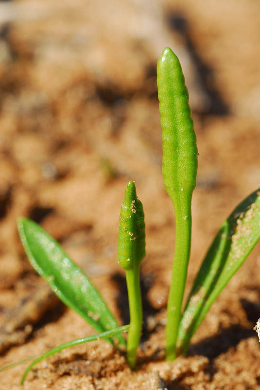 Слика од Ophioglossum lusitanicum L.